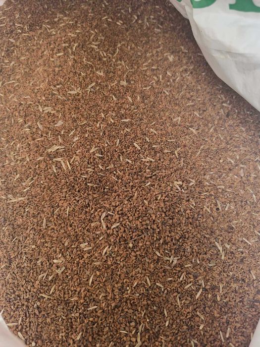 facelia na sprzedaż