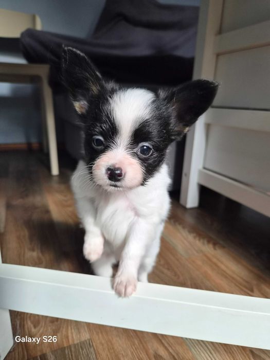 Papillon Spaniel Kontynentalny tricolor