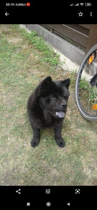 В'язка чау- чау смуф коротко шерстний