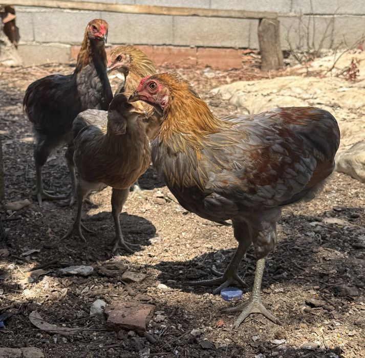 Ovos férteis para incubação e pintos de raça