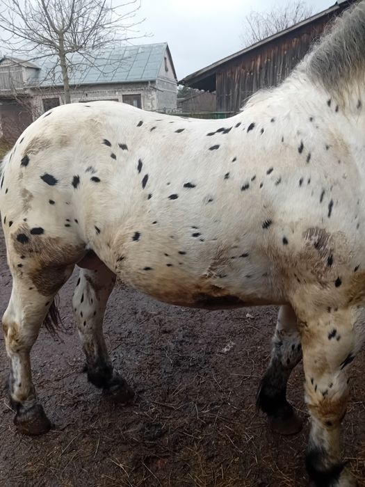 Sprzedam Ogiera  Taranta