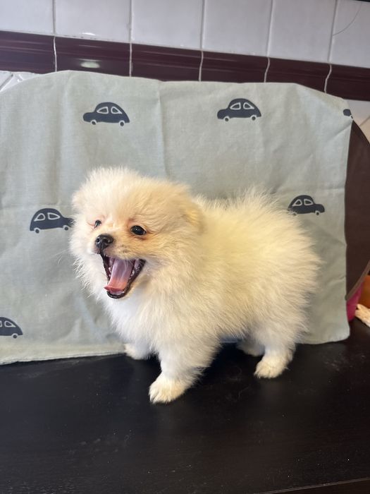 Spitz Alemão/ Lulu da pomerânia macho Meiguinho