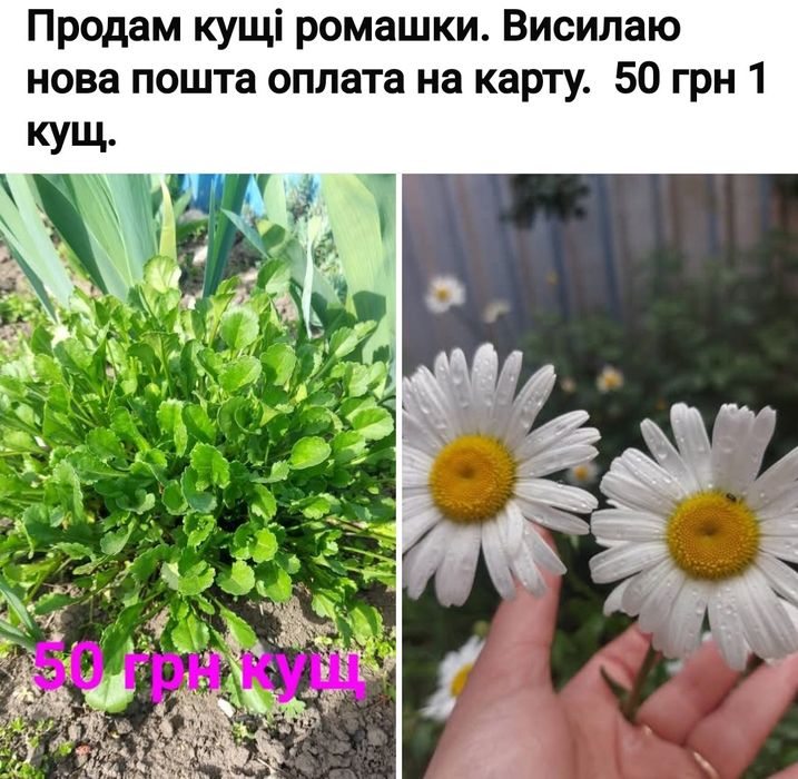 Ромашка біла здорова розсада.