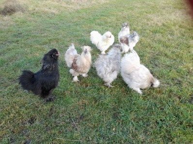 Koguciki silki jedwabiste i białoczuby