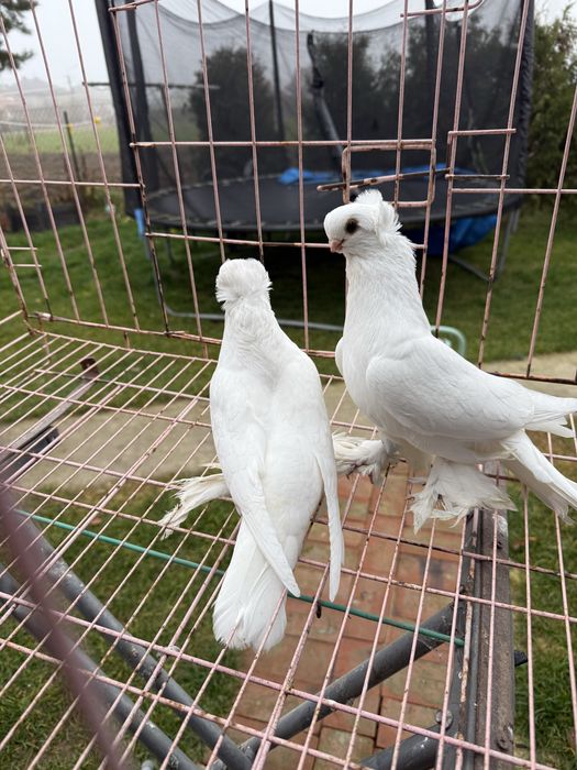 Sprzedam pare krulewskie