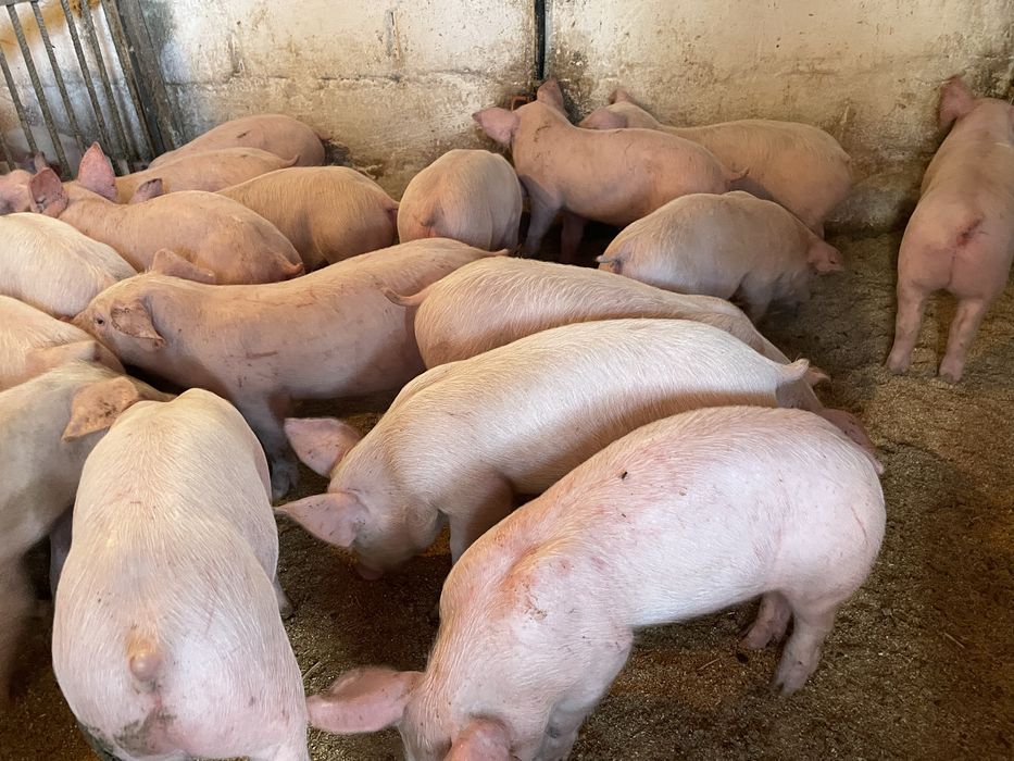 Продам поросят