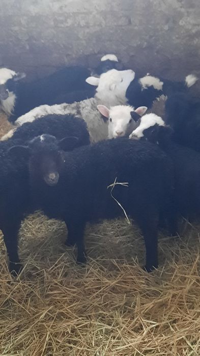 Продам ягнят романівської породи