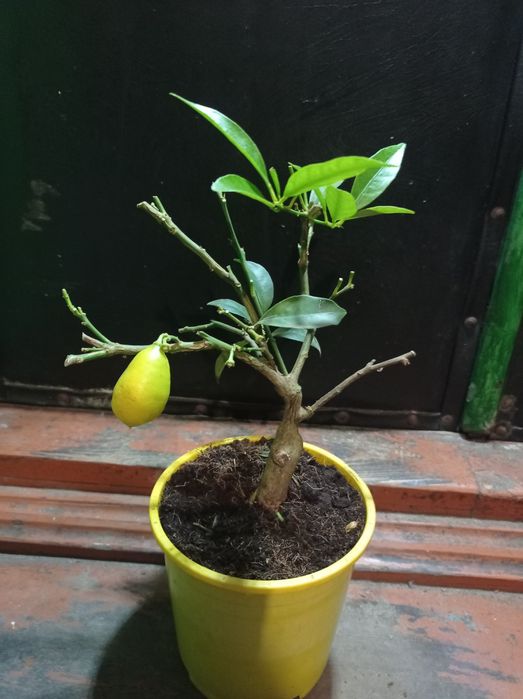 Цитрус  лаймкват с плодом.