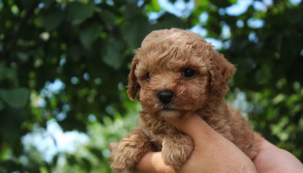 Наймиліші ексклюзивні Мальтипу Мікро Мальтипу ф1 Мальтипу ф2/maltipoo