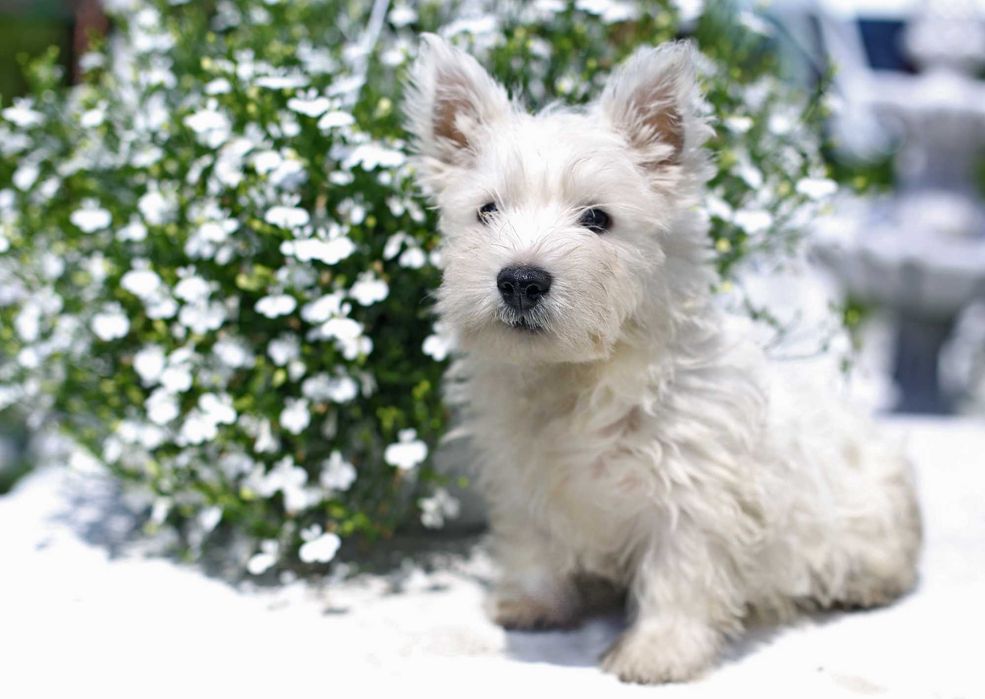West Highland Terrier