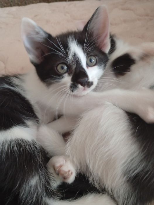 Котята Винница в дар