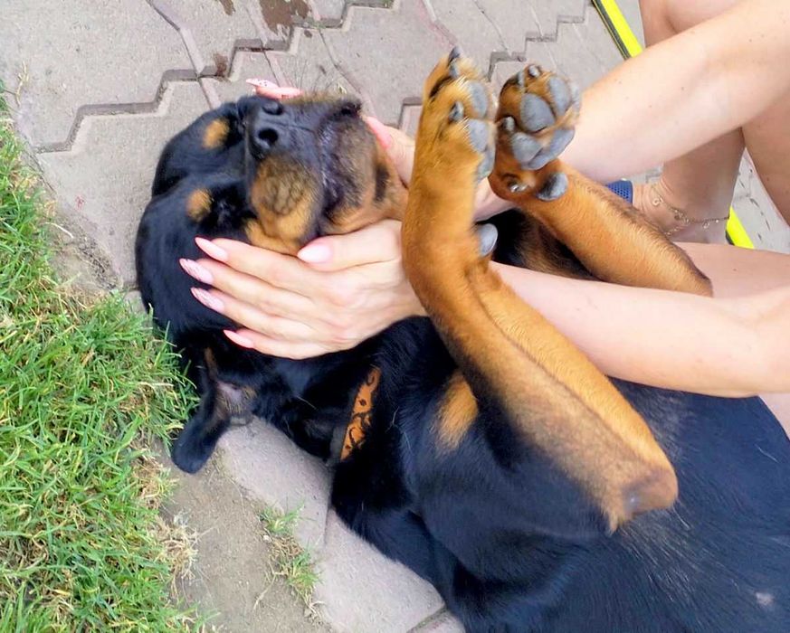 Viva - młoda wspaniała suka rottweiler do adopcji