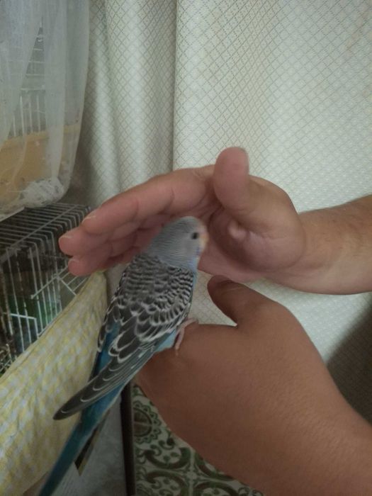 Vendo crias de piriquito
