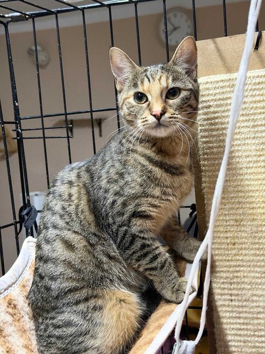 Śliczna Linka do adopcji