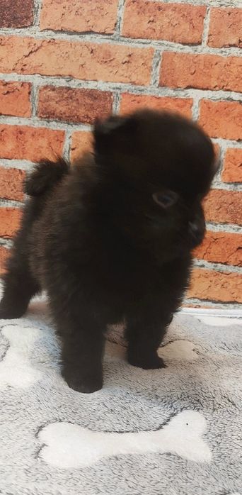 Pomeranian szpic miniaturowy