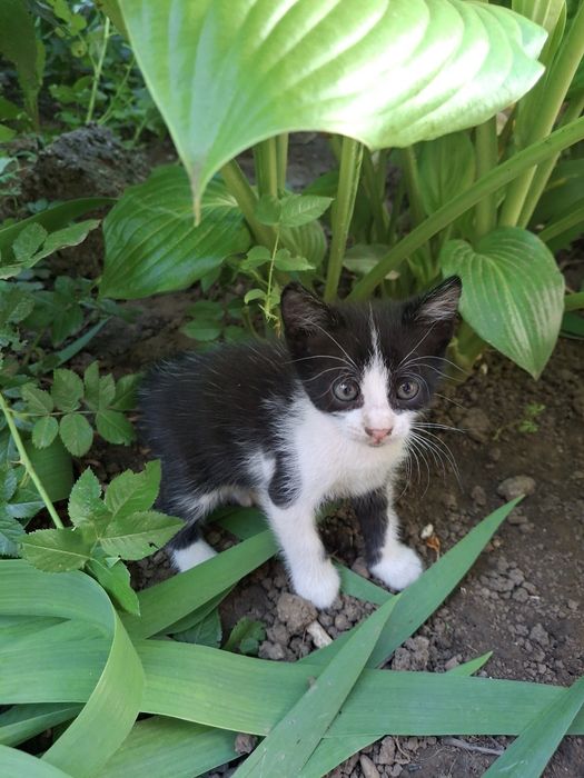 Котик ищет добрые руки