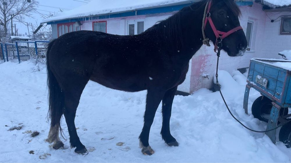 Продам робочу кобилу!