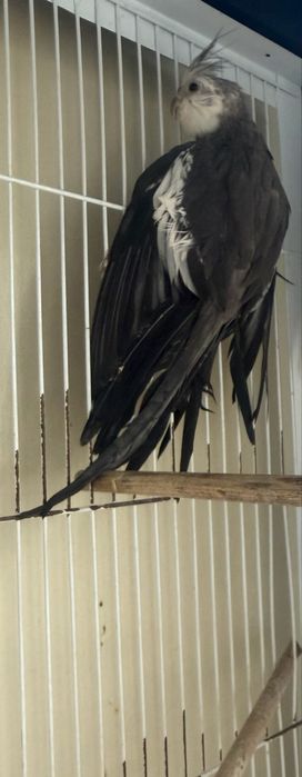 Caturra Macho cara branca