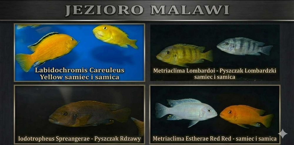 Pyszczaki jezioro Malawi Hodowla Pyszczaków Toruń, Tanganika, Wiktoria