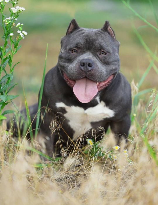 Амбулі , буллі .