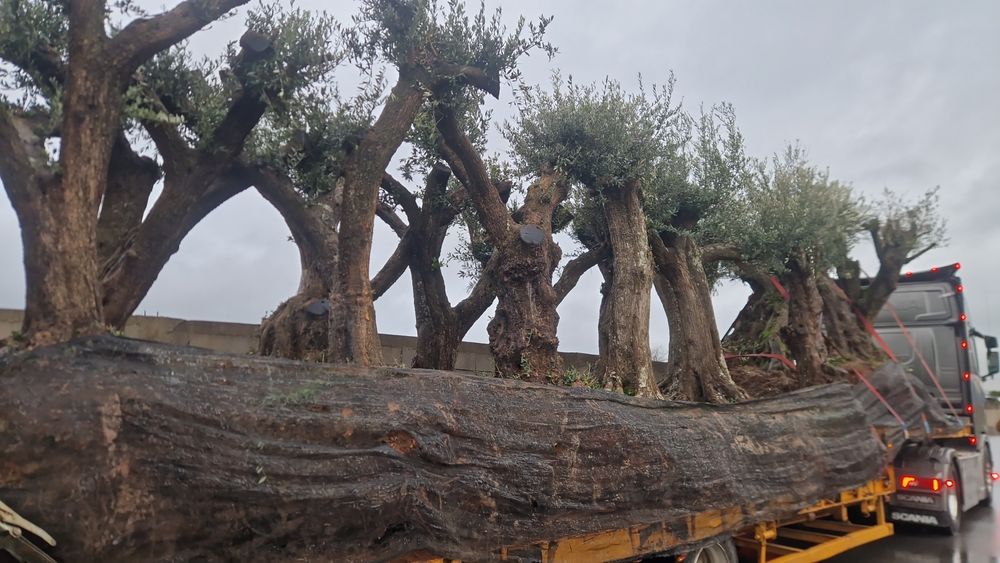 Excelentes arvores Oliveiras