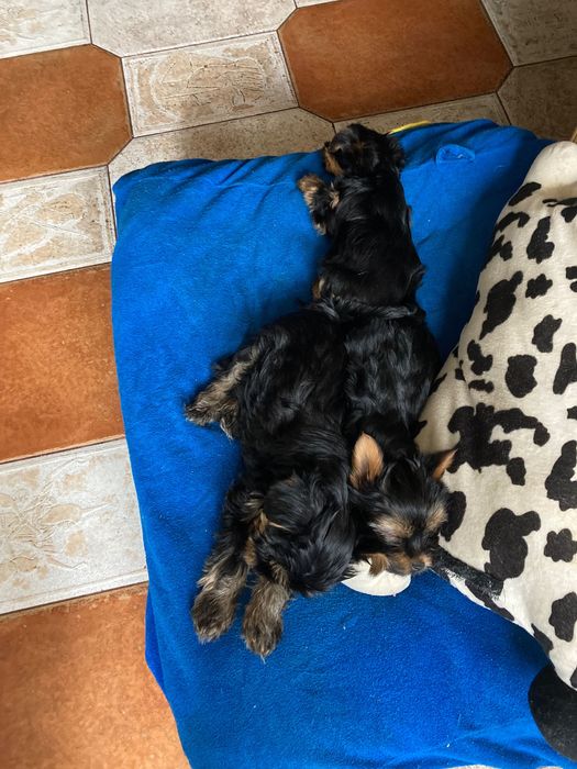 Смешные и озорные хулиганы