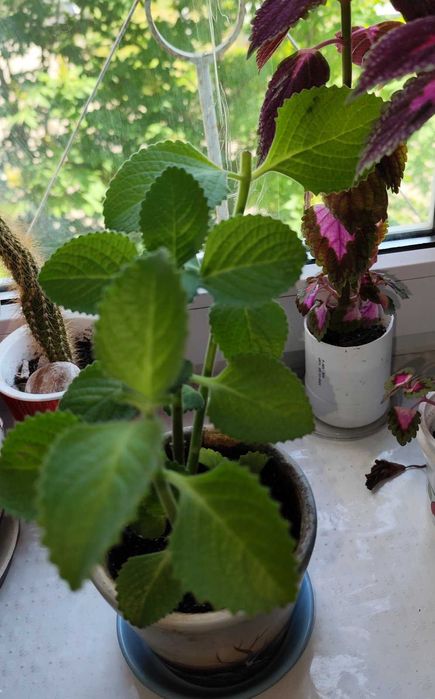 Комнатные цветы: педилантус, молочай,плектрантус