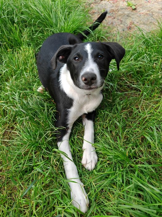 Wally do adopcji! Sandomierz