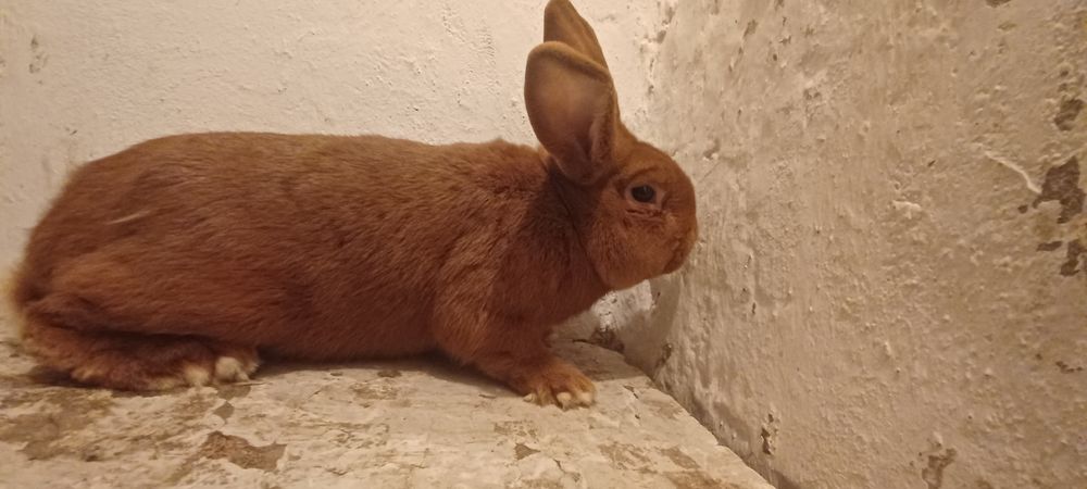 Królik Nowozelandzki Samiec