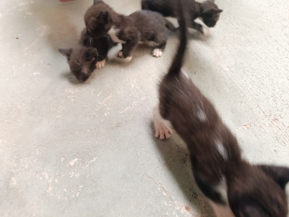 Gatinhas para doação