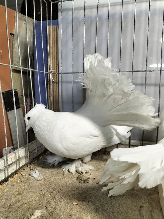 Gołębie ozdobne,pawiki indyjski.