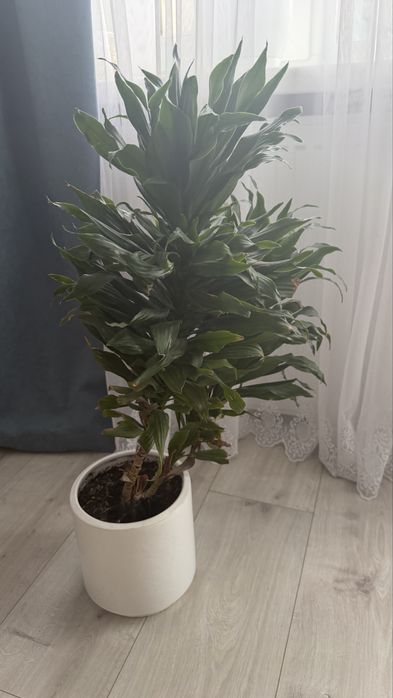 драцена компактна Dracaena Compacta