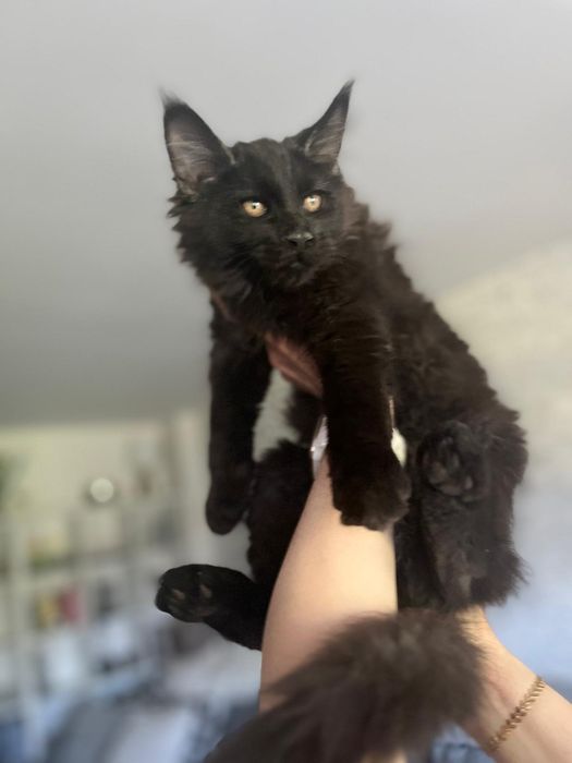 Czarny kocurek Maine Coon