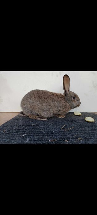 Królika samce sprzedam