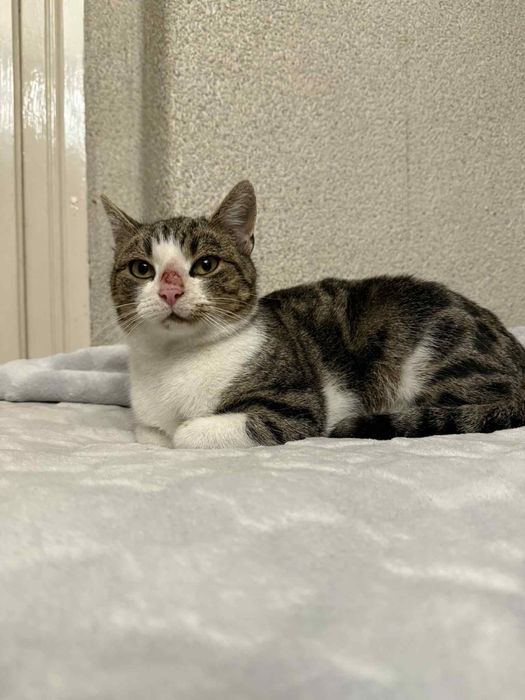 Spokojna kotka do adopcji