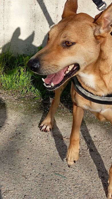Cadela ( Podengo )meiga procura lar