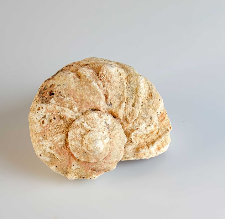 Ракушки черноморские