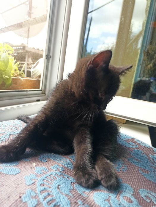 Азіатські короткошерсті кошенята