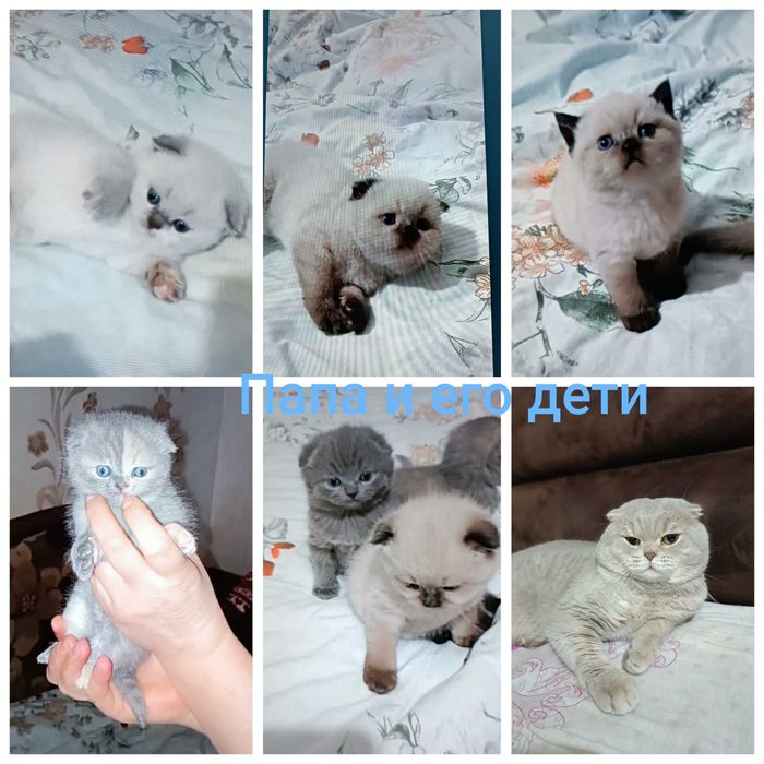 Вязка Шотландский Кот