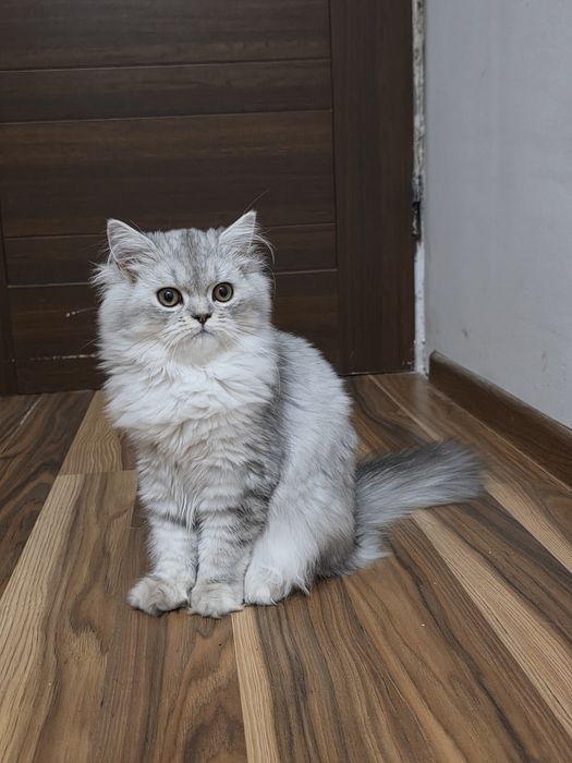 Kot perski kocurek pers
