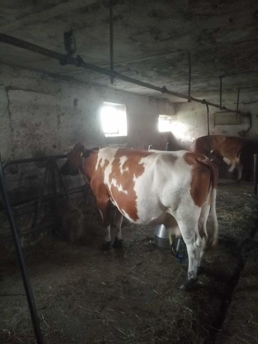 Sprzedam krowę z mlekiem