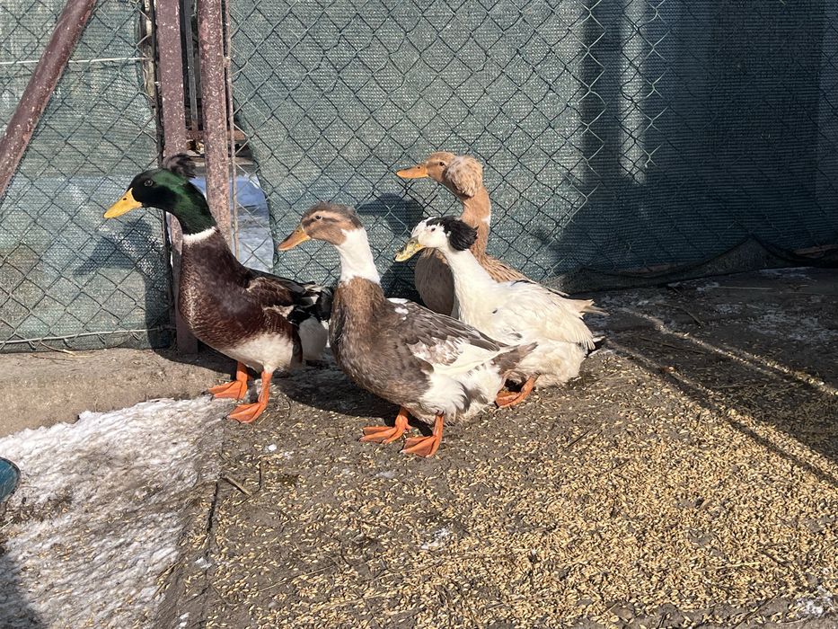 Kaczki staropolskie czubate stado zarodowe