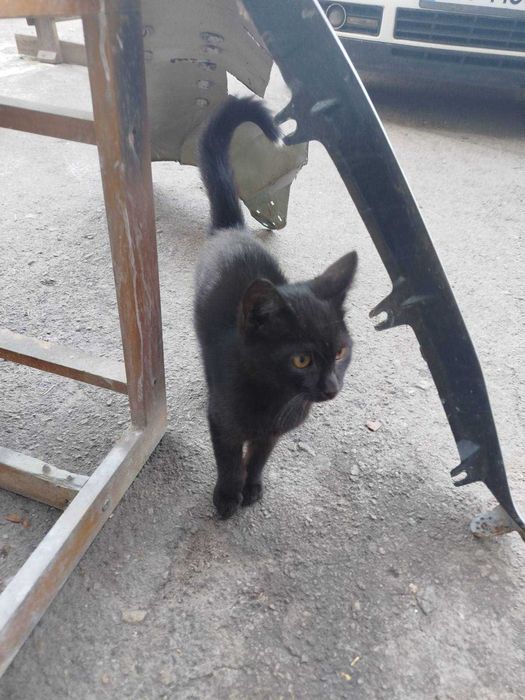 Кошенята в добрі руки