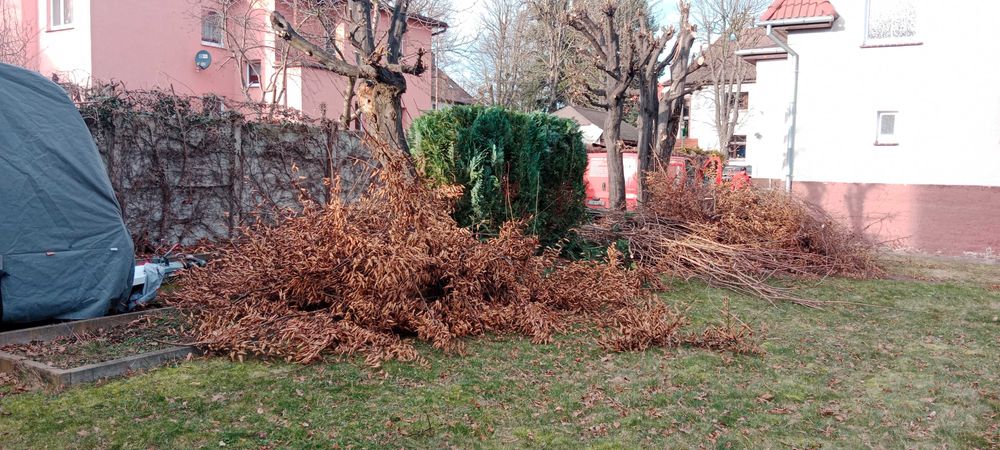 Wycinka drzew, pielęgnacja