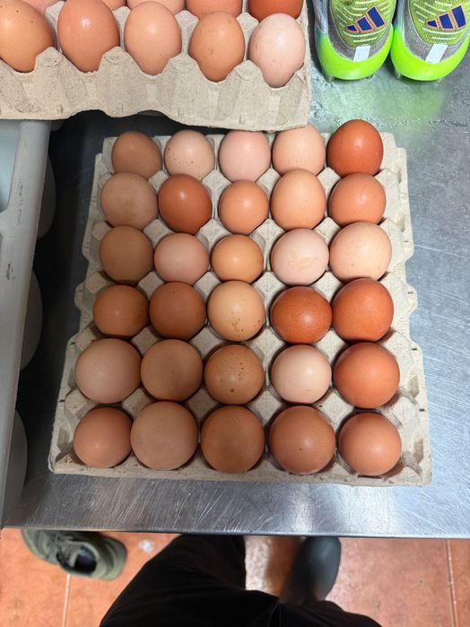 *TOP * Ovos caseiros, galinhas criadas ao ar livre * LER DESCRIÇÃO *