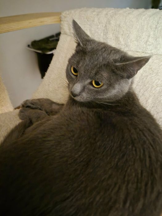 Piękna Elena szuka domu