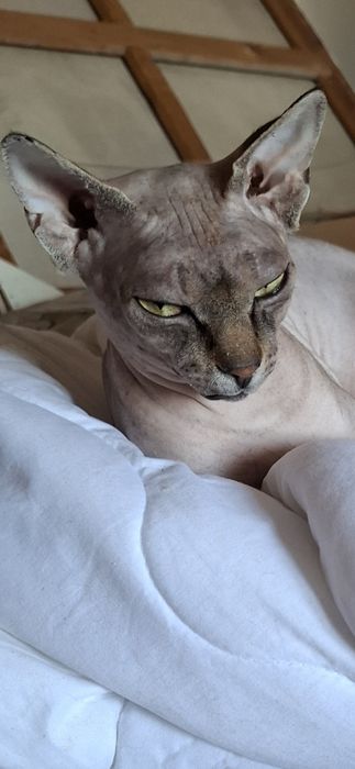 Уникальный котик Сема!