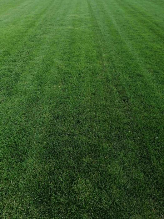 Продам природний рулонний газон,  чорнозем.