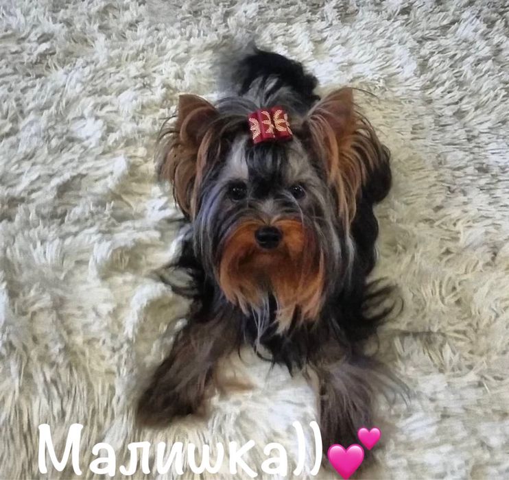 Продається дівчинка йорк від батька Чемпіона Украіни!