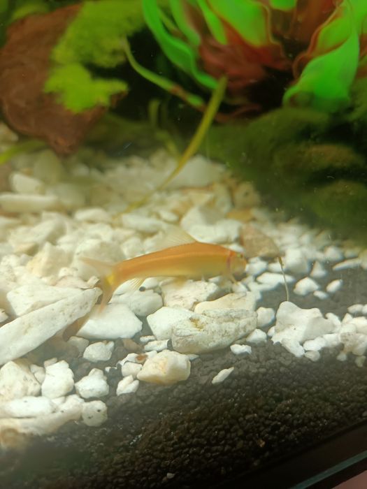 Sprzedam rybki akwarriowe